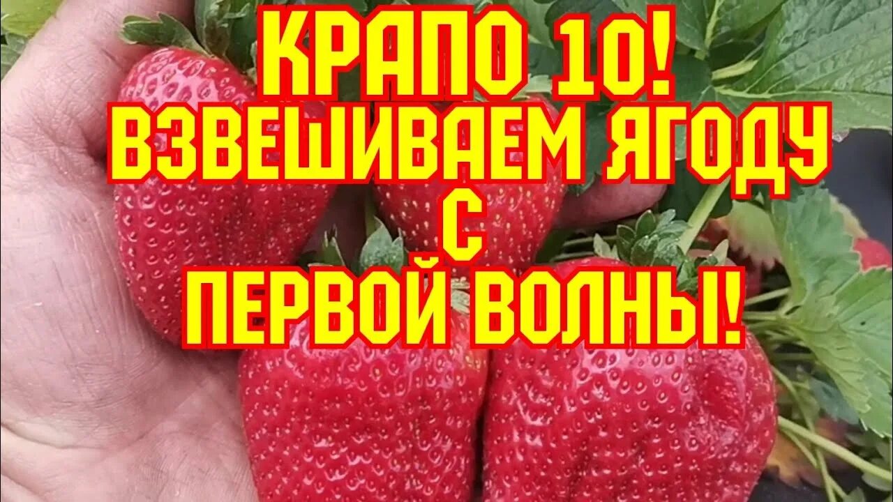 Клубника крапо 10 отзывы садоводов описание. Сорт клубники Крапо 10. Клубника ремонтантная сорт "Крапо 10". Клубника сорт Крапо. Крапо 10 клубника описание сорта.