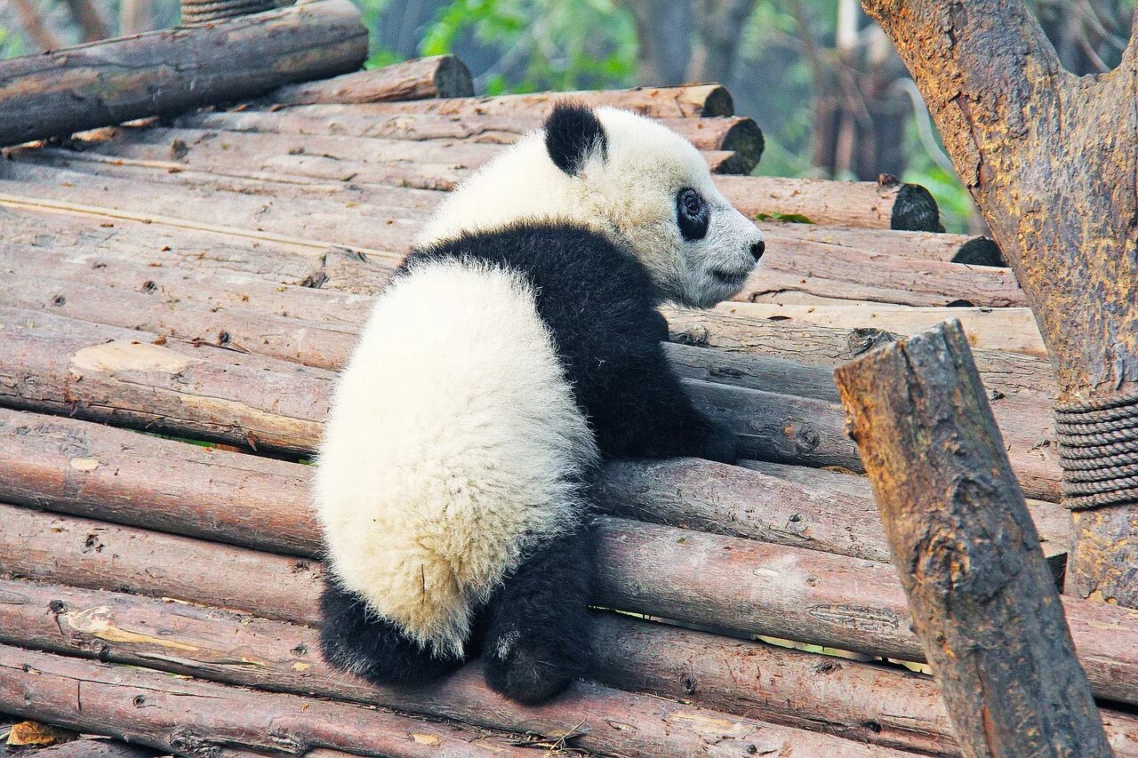 Pandas endangered