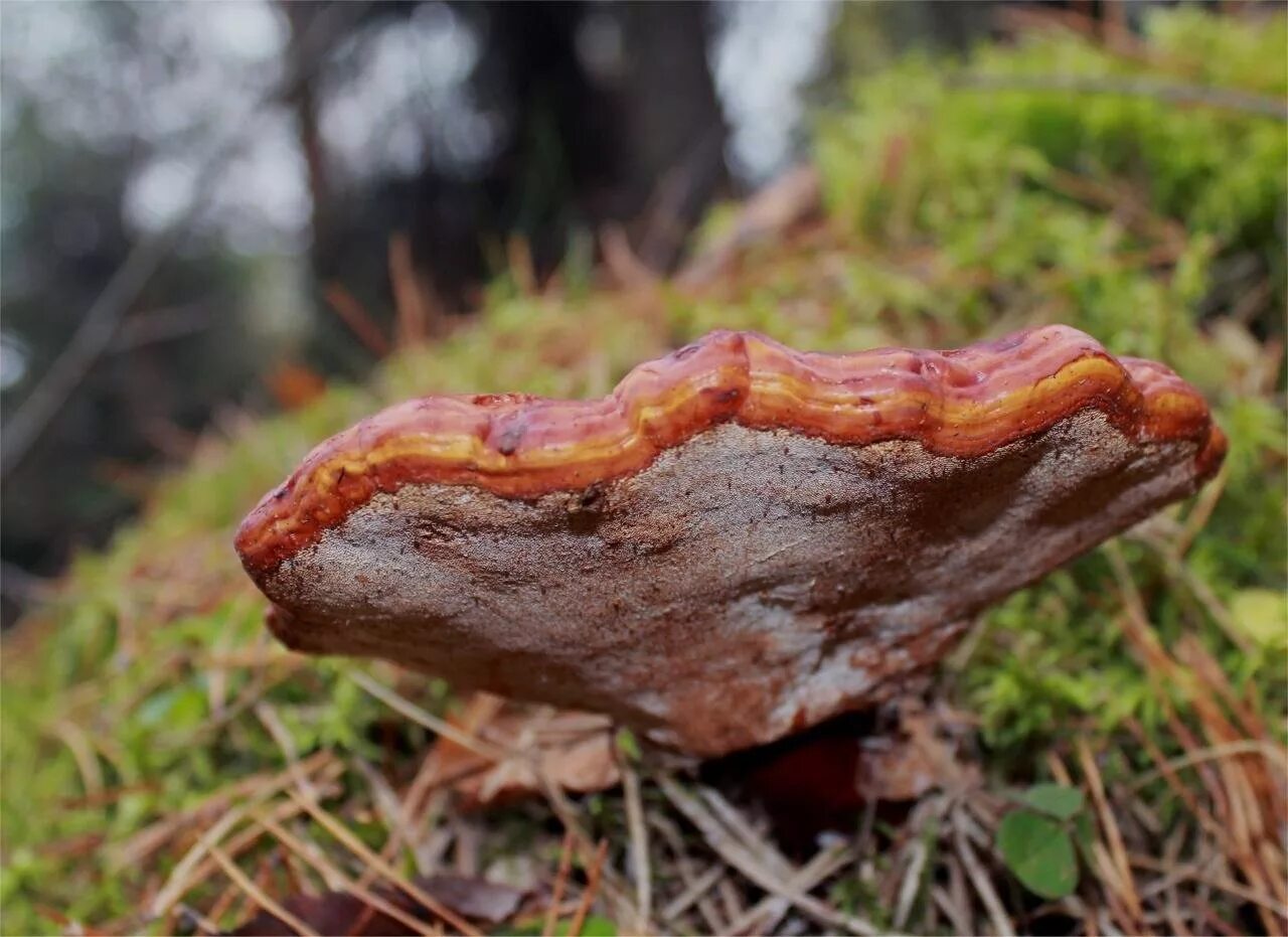 Лечебные трутовик. Трутовик лакированный Ganoderma lucidum. Рейши (трутовик лакированный). Гриб рейши трутовик. Ганодерма блестящая трутовик лакированный.