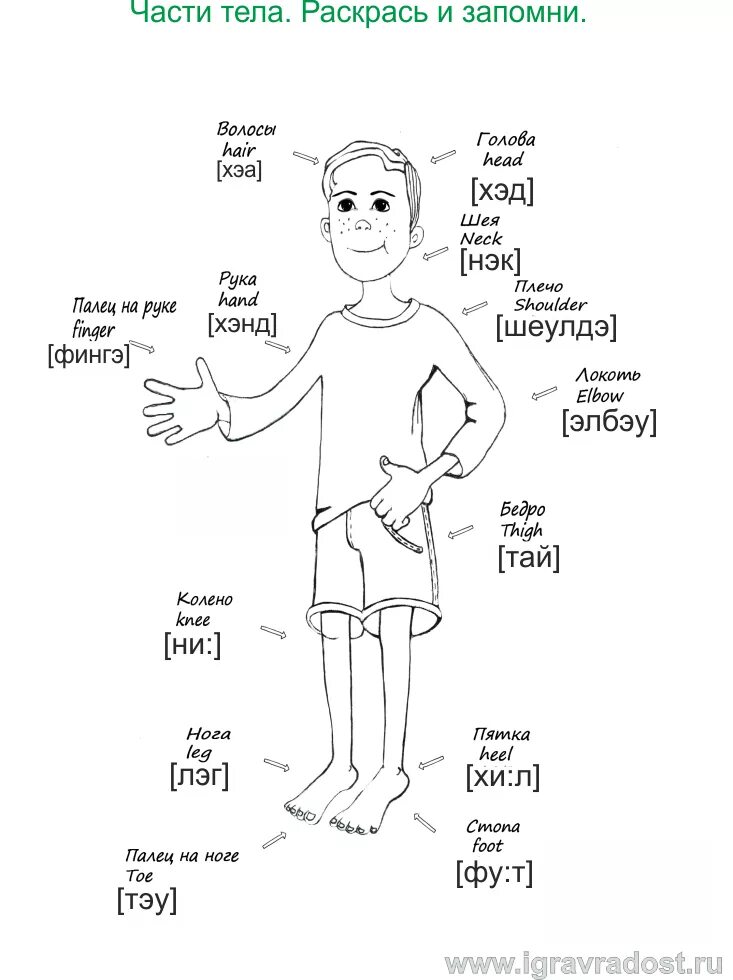Части тела по английскому языку с произношением. Таблица частей тела на английском языке. Части тела на английском с транскрипцией. Части тела на английском языке для детей с переводом.