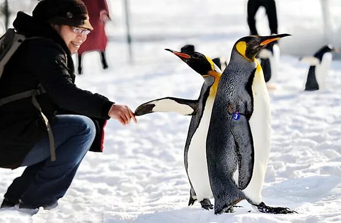 Антарктида переворачиватель пингвинов. Пингвин. Популяция пингвинов в антарктиде. Пингвины относятся к классу птиц. Императорский пингвин и чел.