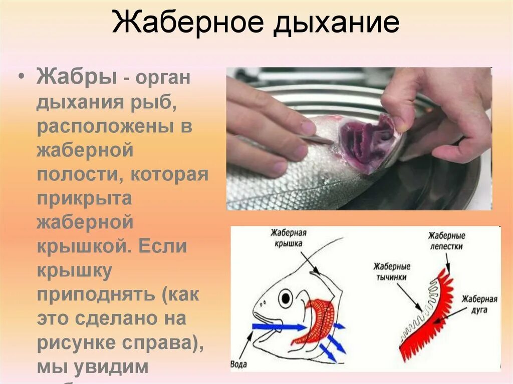 Характерные признаки типа жаберных щелей. Жаберный Тип дыхания. Жаберное дыхание у животных. Строение жабр. Органы дыхания и способы у животных.