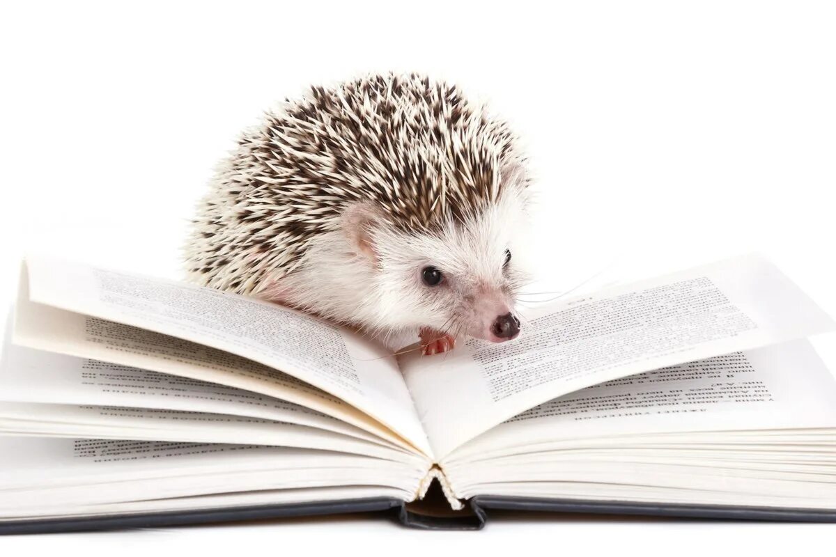 Readi