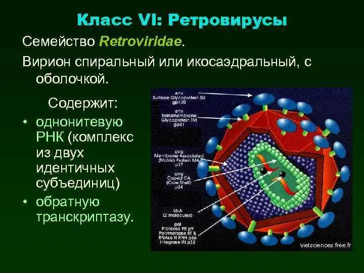 Вирион ретровирусов. Вирусы семейства Retroviridae. Строение вириона микробиология. Вирусная частица Вирион.