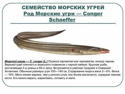 Морские какой род