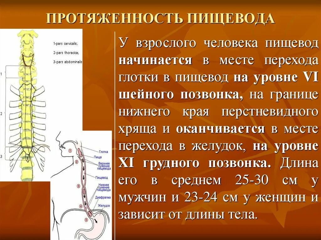 Пищевод проходит. Пищевод располагается на уровне. Размер пищевода у взрослого человека. Пищевод анатомия. Диаметр пищевода человека.