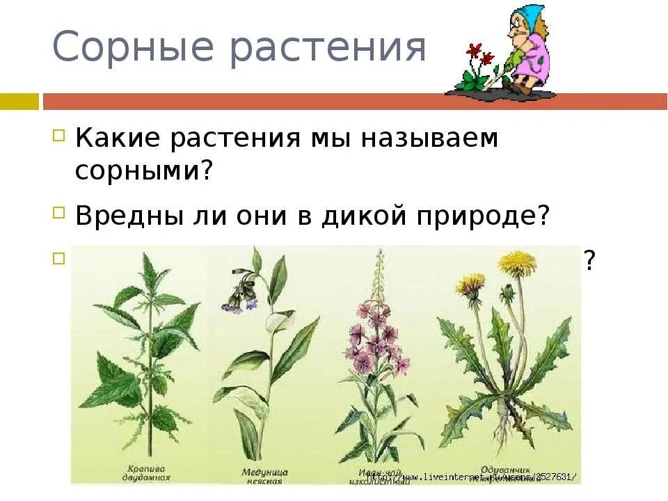 Сорное травянистое растение. Сорняки сорные. Вредные сорные растения. Растения сорняки названия. Дикорастущие сорняки