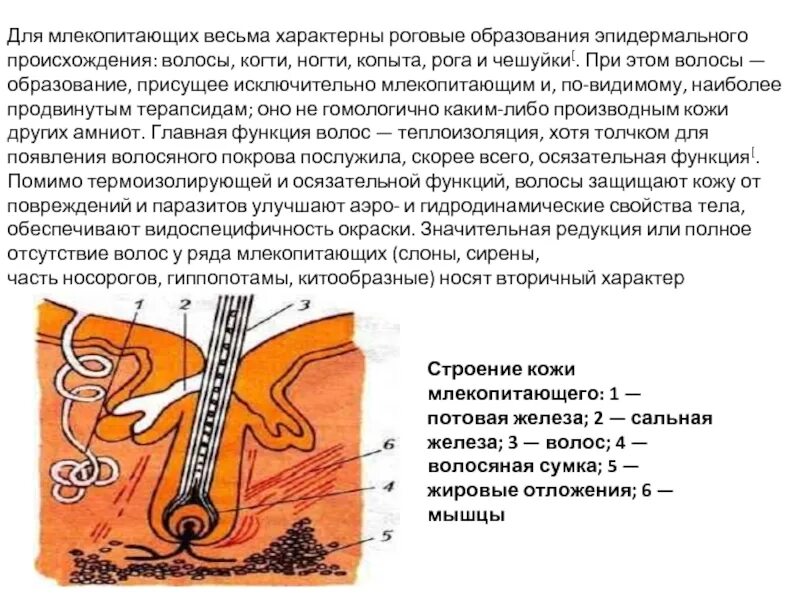 Строение кожи млекопитающих 7 класс биология рисунок. Строение кожи млекопитающих. Структура кожи млекопитающих. Строение волоса млекопитающих. Каково строение кожи млекопитающих