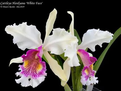 Cattleya Hardyana (1896) .