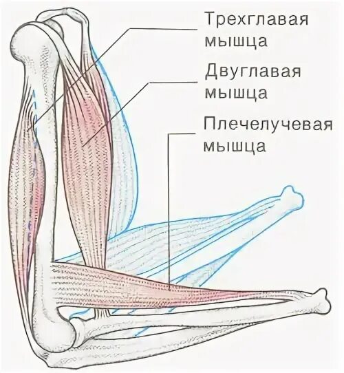 Произвольные и непроизвольные мышцы. Мышцы произвольного движения. Функции мышц человека. Основные скелетные мышцы. Произвольные мышцы.