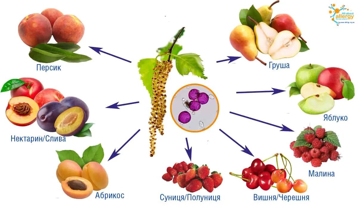 Есть ли аллергия на яблоки. Перекрестная аллергия на персик. Перекрёстная аллергия нектарин. Персик перекрестная аллергия с березой. Перекрестные аллергены с персиками.