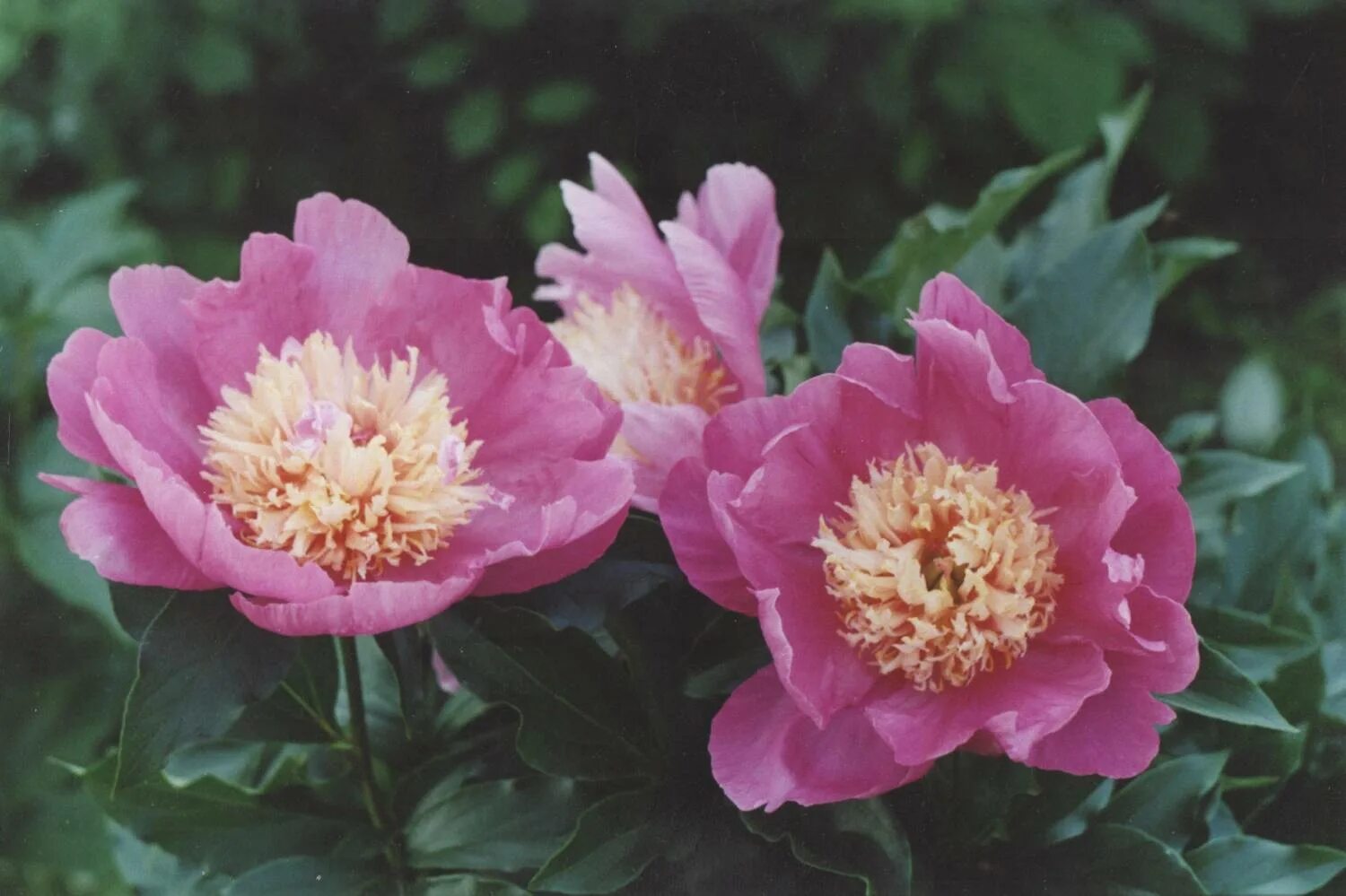 Paeonia itoh yankee doodle dandy Yankee Doodle Dandy Itoh peony.