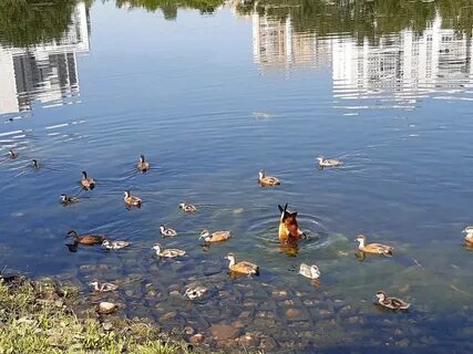 Чем можно покормить уток в пруду