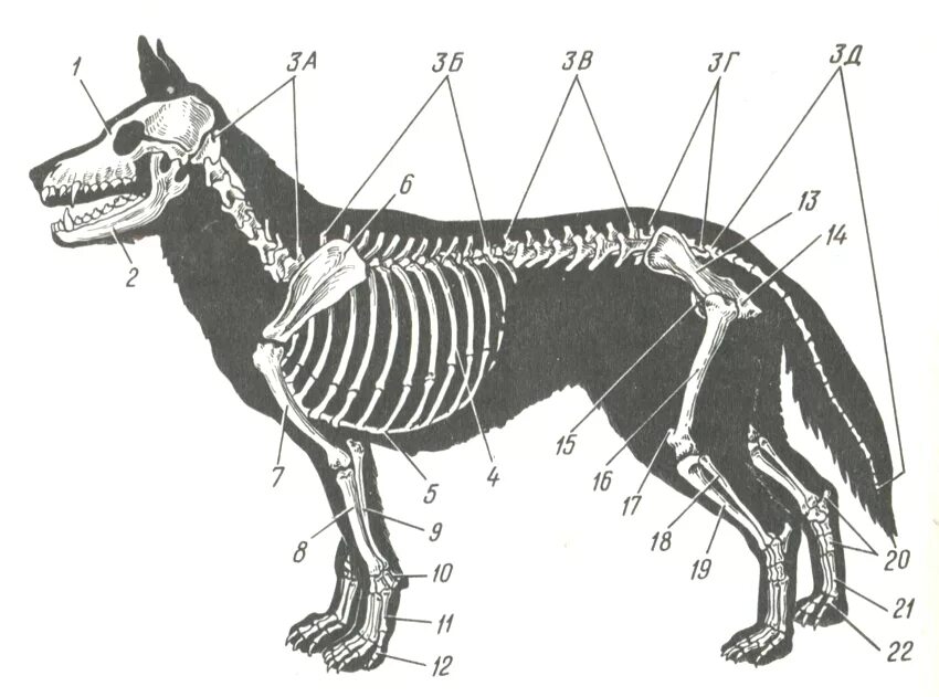 Скелет ВЕО собаки анатомия. Строение скелета немецкой овчарки. Опорно двигательная система скелет собаки. Скелет собаки ребра.