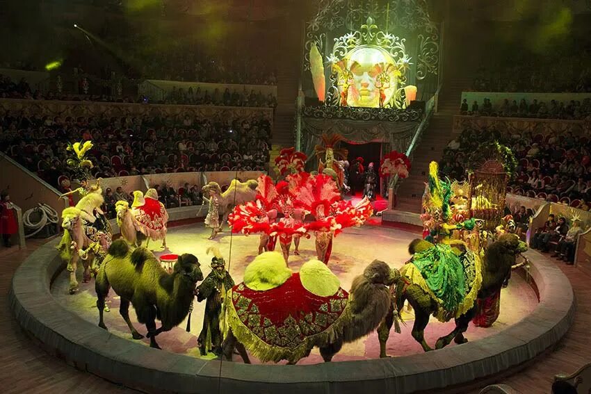 цирк брянск с 24 декабря. королевский цирк гии эрадзе в твери. цирк гии эрадзе с пеликанами. цирк гии эрадзе 2022. тайна новогодней звезды гии эрадзе.