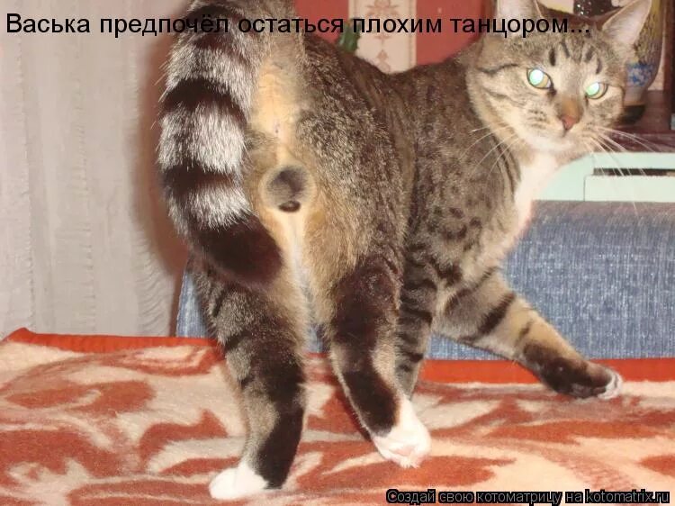 Васька упал. Кот васька. васька приколы. кот васька приколы.