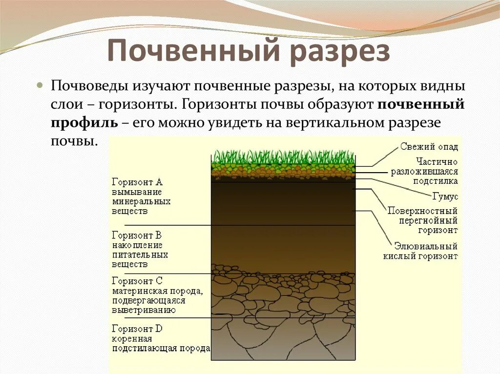 6 слоев жизни. Схема заложения почвенного разреза. Схема закладки почвенного разреза. Схематические почвенные разрезы. Почвенный профиль Горизонт вымывания.