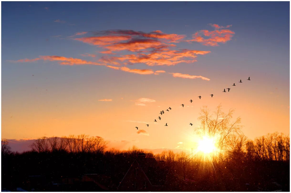 Жить данной минутой. Птицы в небе. Чудесный закат. Весеннее небо с птицами. Птицы на небе вечером.