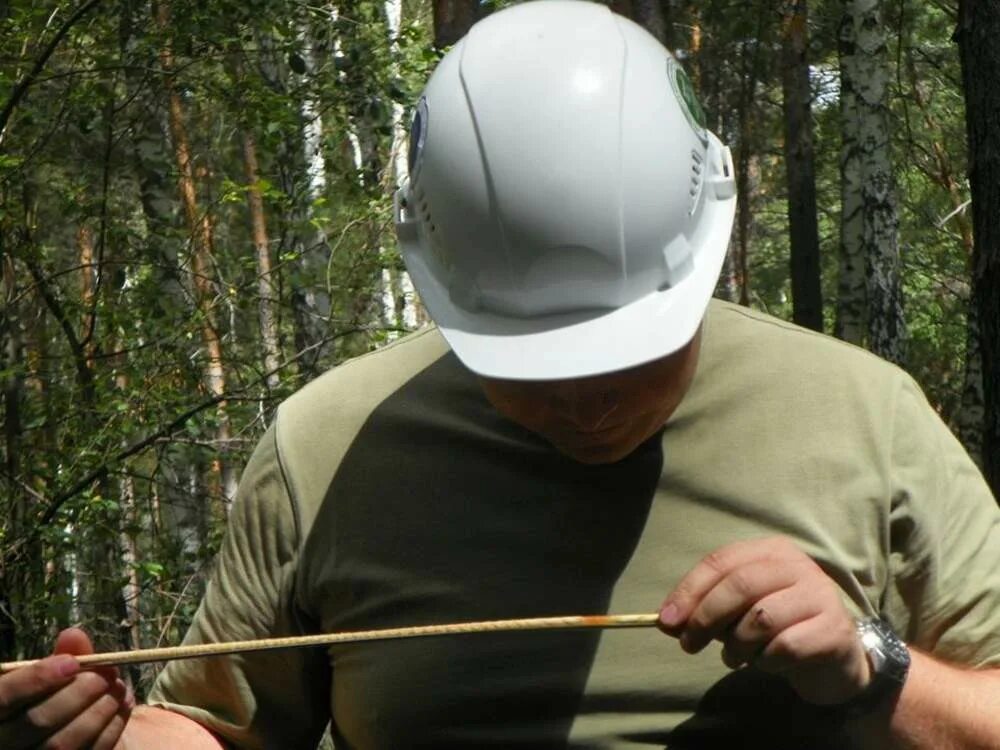 Дендролог это. Профессия дендролог. лесодендролог. перовское лесничество шушенского бора сосна. бор эксперт бор.