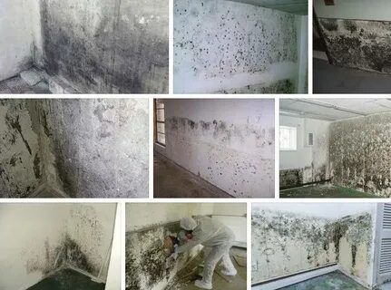 Плесень в подвале частного дома