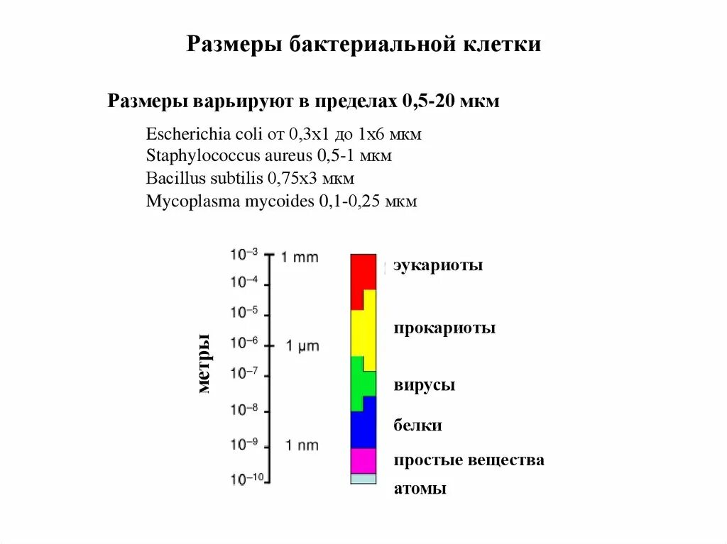 Размер микроба в микронах. Размера бактерий от 0,1 до. Размеры бактерий таблица. Размер микроорганизмов в мкм. Максимальный размер клетки