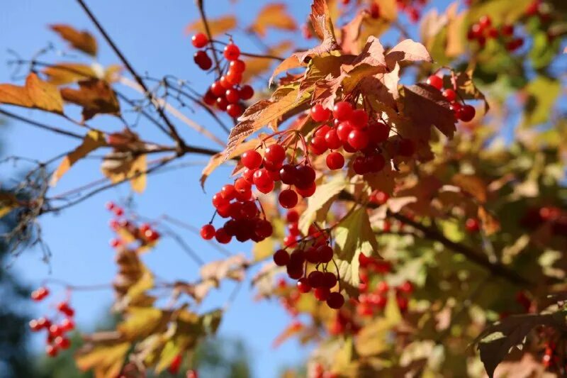 рада куст калины. калина с желтыми листьями сорта. калина куст. калина обыкновенная. куст калины рада рай.