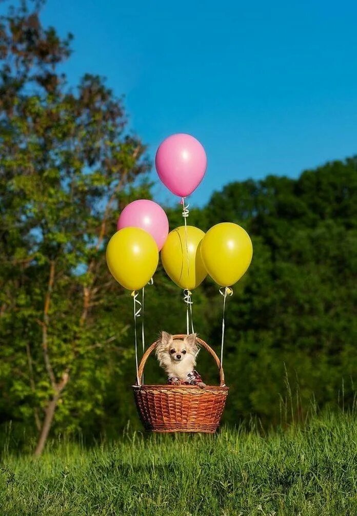Корзина с воздушными шарами. Собачка на воздушном шаре. Пять минут полет нормальный. Воздушный шарик собачка.