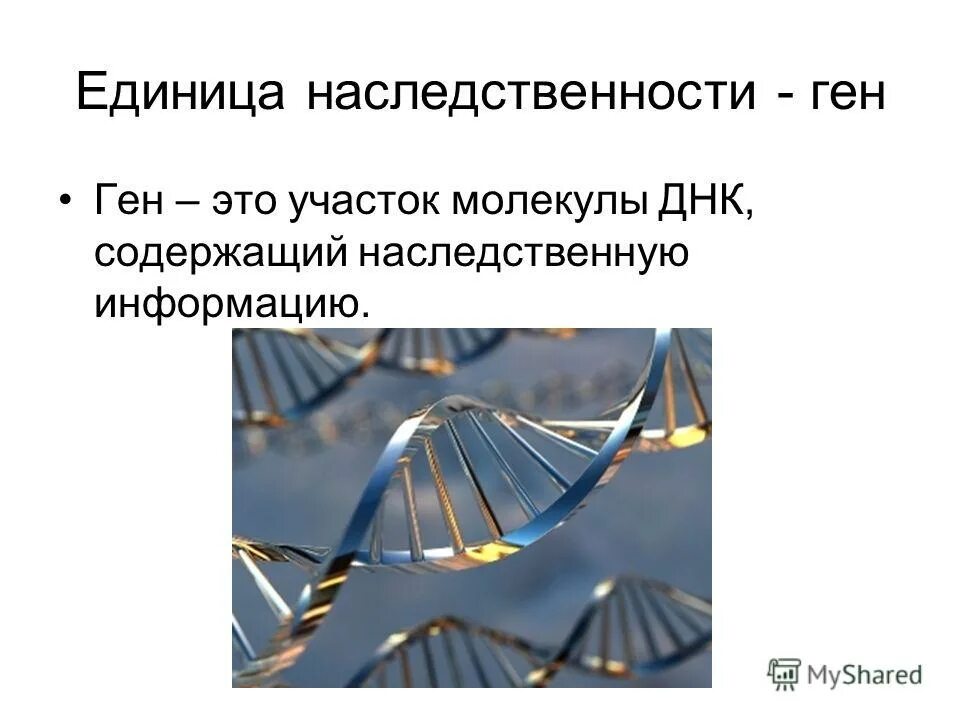 Рнк кодирующие гены. Схема синтеза инсулина генная инженерия. Гены в клетках организма расположены в. Ген это фрагмент. Ген это фрагмент.
