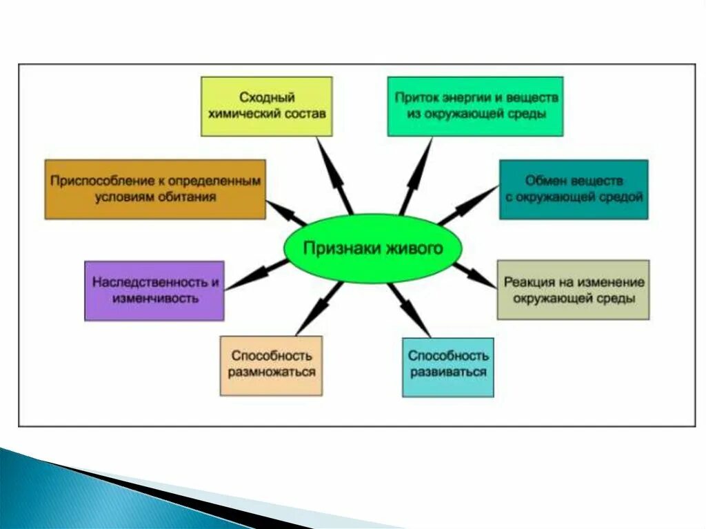 живые тела признаки. основные признаки живого биология 8 класс. таблица общие свойства живых организмов 9 класс биология с примерами. характеристика живых организмов. живые тела признаки.