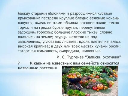 Тесно торчали на грядках