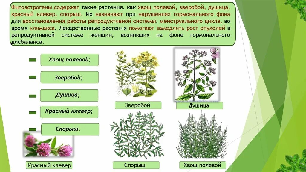 Фитоандрогены. Растительные эстрогены фитоэстрогены. Травы богатые фитоэстрогенами. Растения содержащие фитоэстрогены. Растительные эстрогены травы.