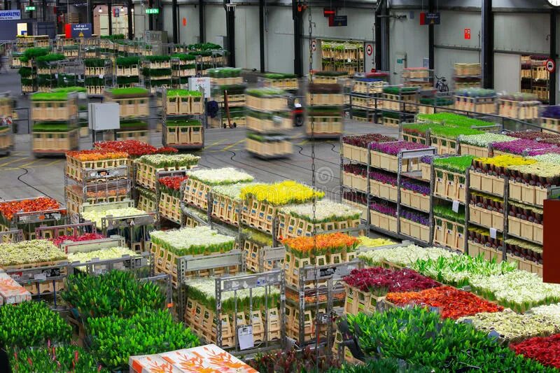 Цветочный рынок на береговой. Цветочный аукцион FLORAHOLLAND В Голландии. Цветочный рынок в Европе. Голландский аукцион цветов. Оптовые аукционы.