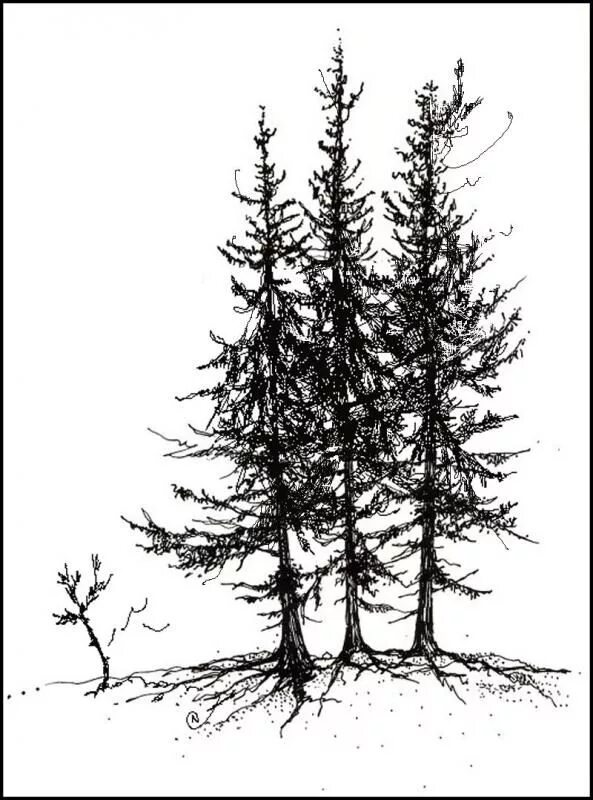 Tree pen