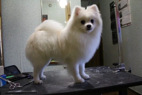 корейская стрижка пуделя. Barberdog. собачье дело салон груминга. грумминг для кошек. игрушка эструс для собак корги.