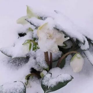 Какие зимой цвету цветы