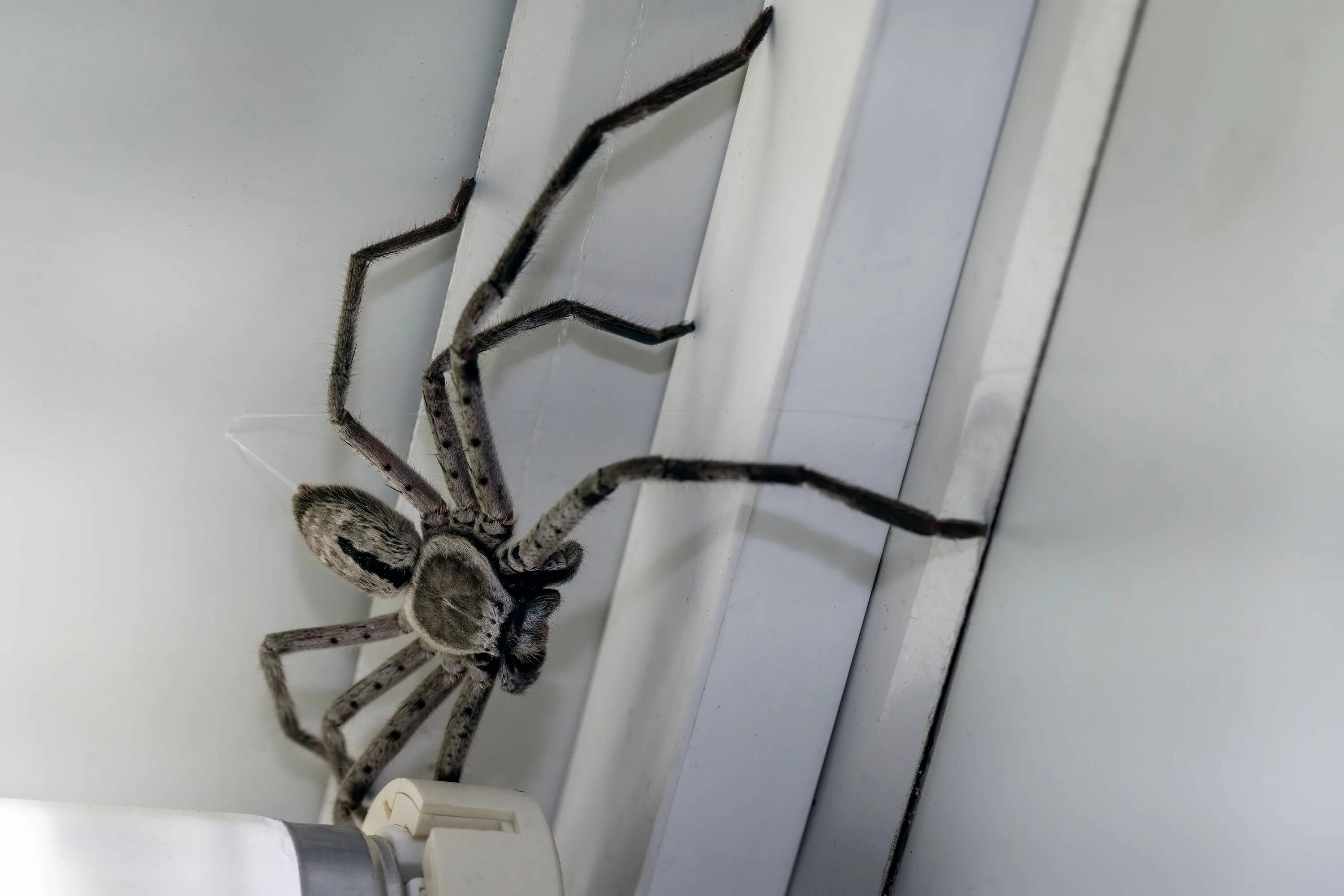 Паук-охотник heteropoda maxima. Giant Huntsman Spider. Паук охотник на руке. Паук охотник на стене.