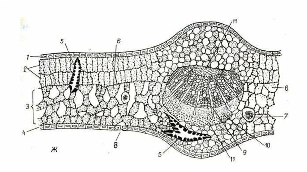 Слой клеток листа. Поперечный срез листа камелии. Поперечный разрез листа камелии. Поперечный срез листа камелии японской. Поперечный срез листа строение.