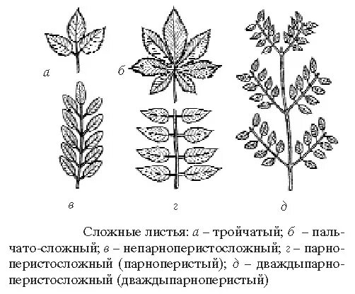 Особенности строения сложных листьев