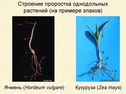 Какие корни хорошо выражены у проростков злаков