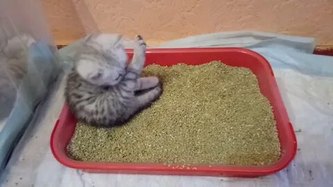 Можно ли месячным котятам давать корм