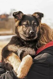 В добрые руки овчарку в москве