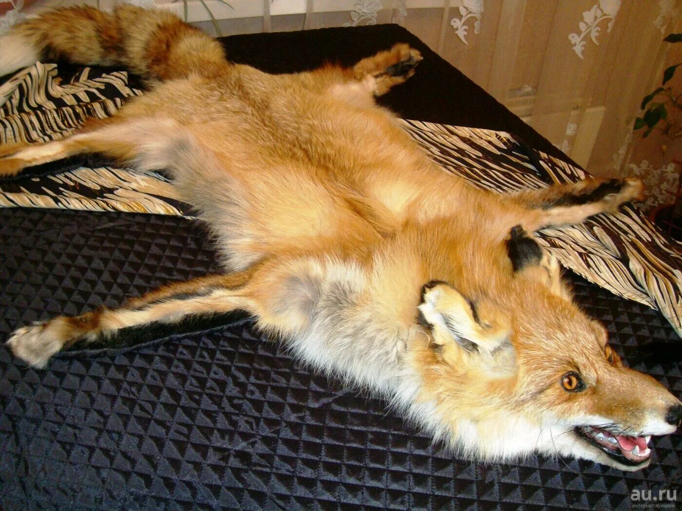 Шкура домашней лисы