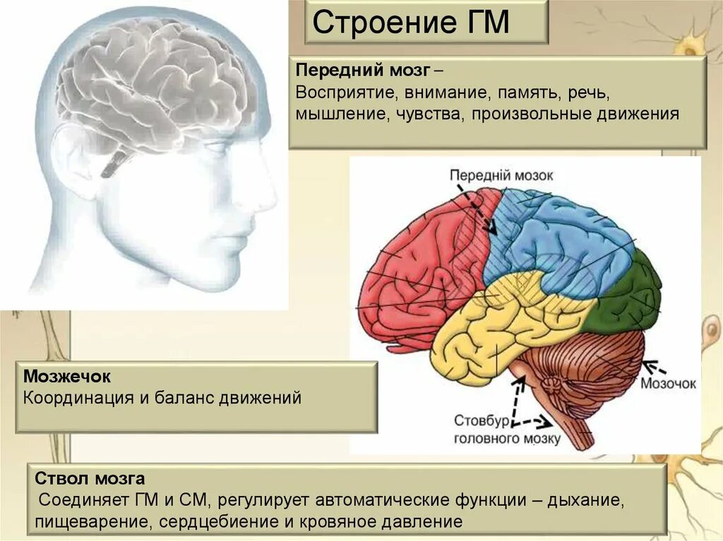 Структура мозга человека и функции. Функции отделов головного мозга анатомия. Передний мозг мозжечок и ствол мозга. Строение и функции головного передний мозга. Функции отделов переднего мозга.