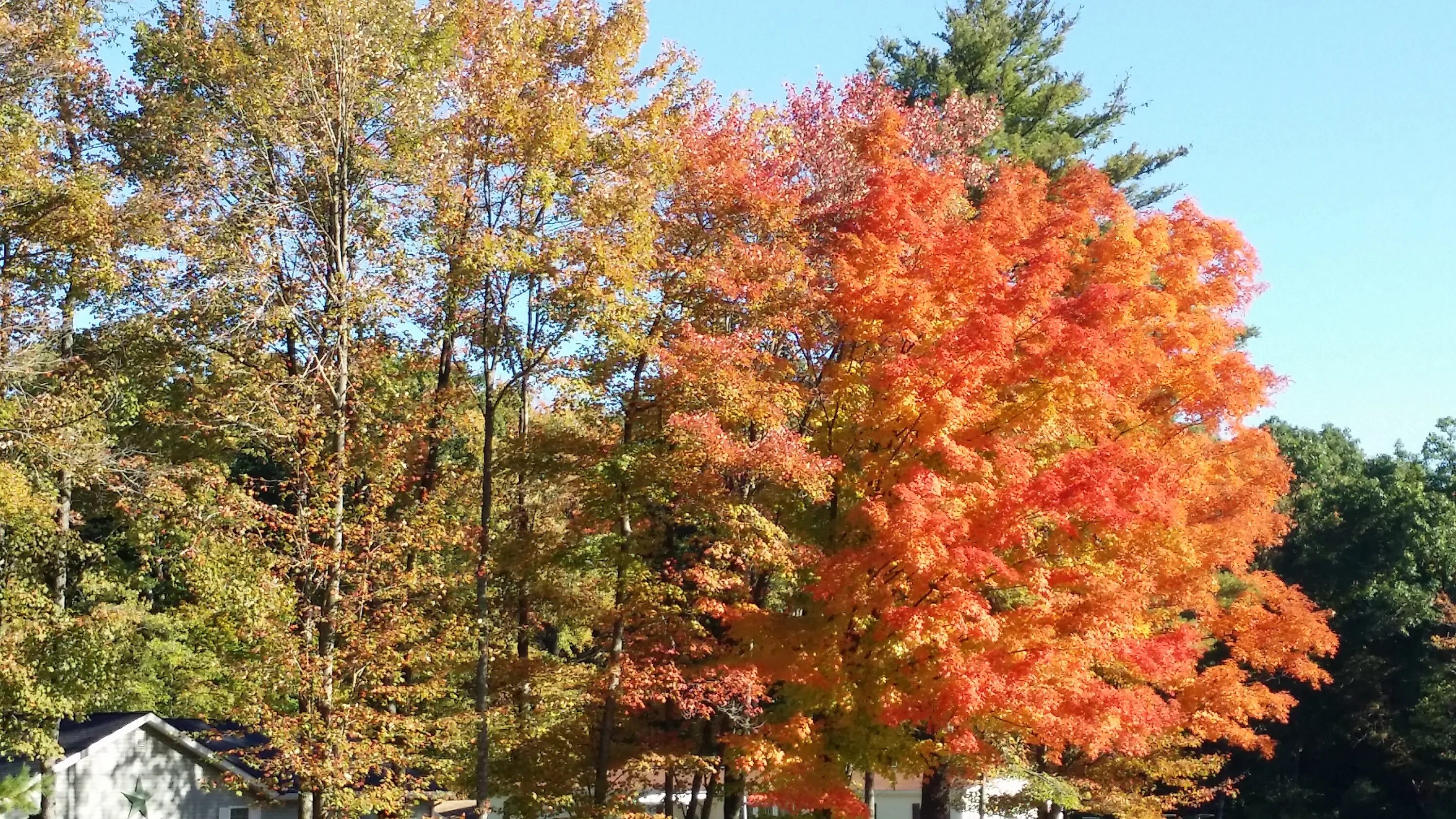 Free Images : branch, flower, autumn, botany, colorful, season, maple tree, mapl