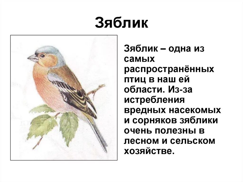 Зяблик с колечком Сладков. Птицы лесов Кемеровской области. Зяблик описание. Сообщение про зяблика.