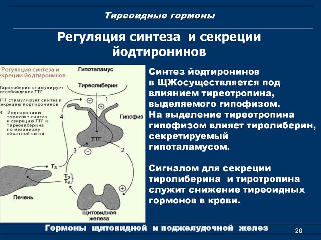 Регуляция синтеза гормонов щитовидной железы схема. Регуляция выделения гормонов щитовидной железой. Механизм регуляции секреции гормонов щитовидной железы. Регуляция функции щитовидной железы схема.