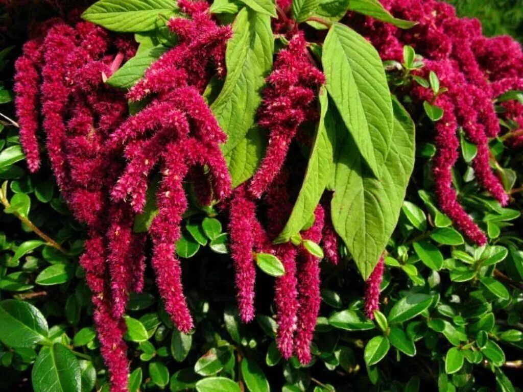 Амарант применение. Амарант щирица. амарант хвостатый (amaranthus caudatus). амарант хвостатый красный. амарант багряный.