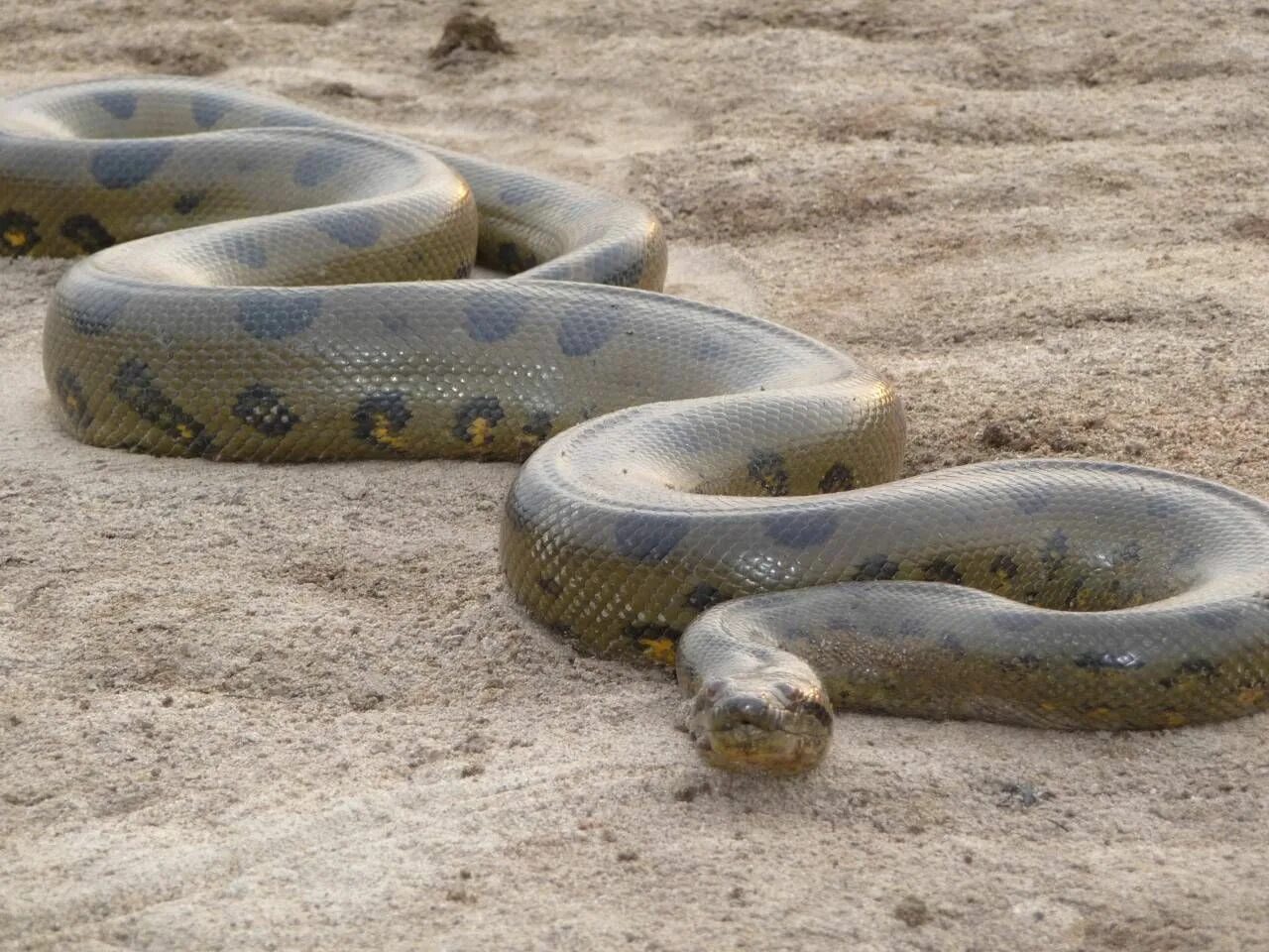 Snakes are longer. Анаконда змея. Змея Анаконда самая большая змея в мире. Водяной удав Анаконда.