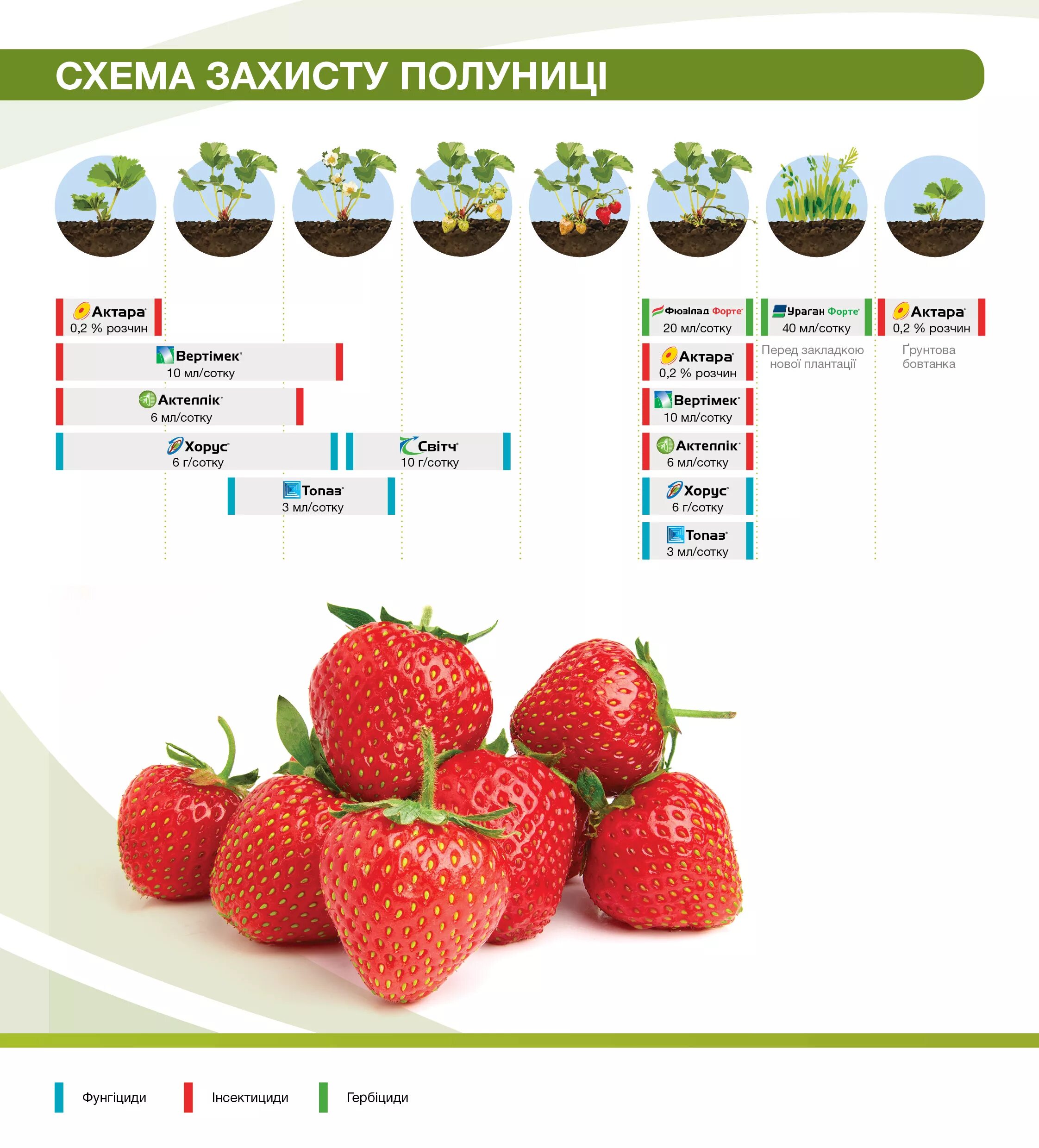 Сколько дает клубника. Схема удобрение земляники. Схема удобрения клубники. Схема подкормки земляники садовой. Схема питания земляники минеральными удобрениями.