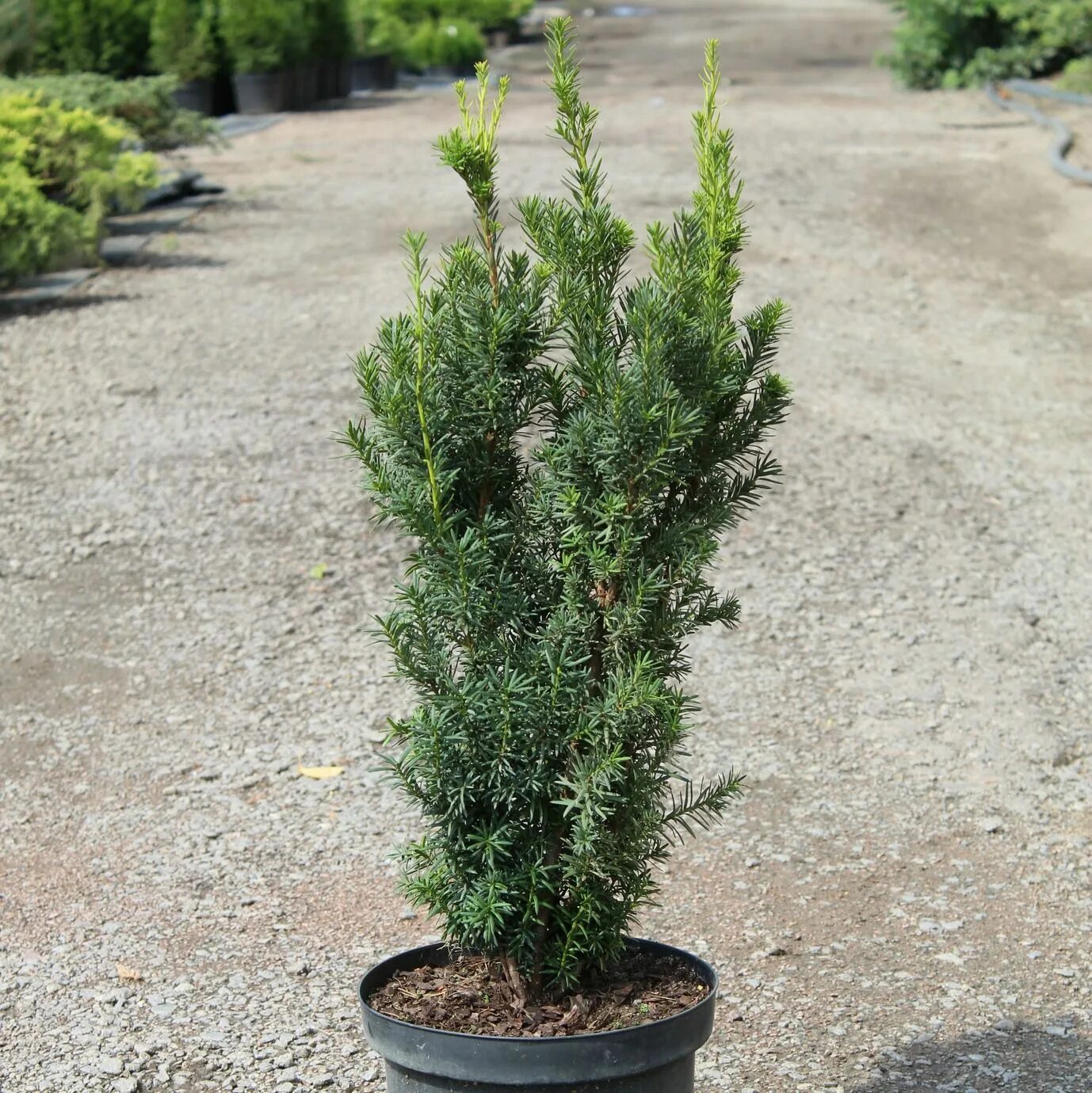 Тис hicksii. Тис средний (taxus media "hicksii")*. Тис средний фото и описание. Тисс фастигиата ауреа. Тис средний hicksii.